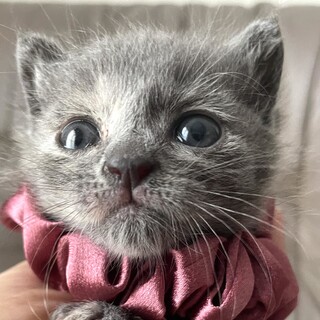 綺麗なグレーのるなちゃん・ミルクで育ちました