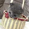 綺麗なグレーのるなちゃん・ミルクで育ちました サムネイル2