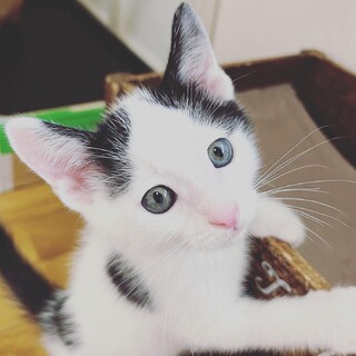 2023年6月生まれシロッチくん