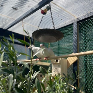 白いハト　里親募集