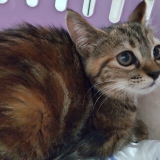 麦わら柄の2ヶ月女の子