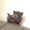 綺麗なグレーのるなちゃん・ミルクで育ちました サムネイル6