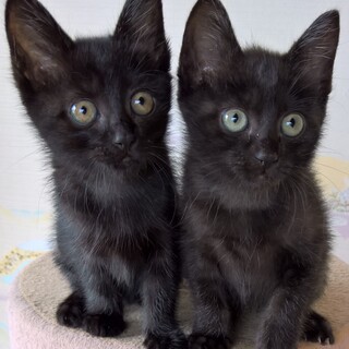 ２か月半黒猫女の子