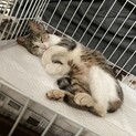 地域猫の餌場が無くなるため里親さん募集！