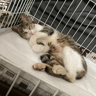 地域猫の餌場が無くなるため里親さん募集！