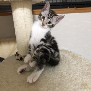 食いしん坊の男の子