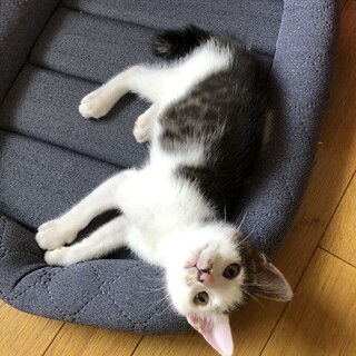 性格ピカイチくん