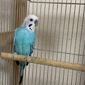 綺麗なブルーのセキセイインコです。