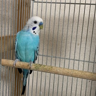 綺麗なブルーのセキセイインコです。