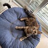 ベンガル×スコテッシュミックスの血統の美猫さん サムネイル2
