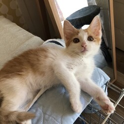 待ちねこ譲渡会　子猫３０匹参加します！