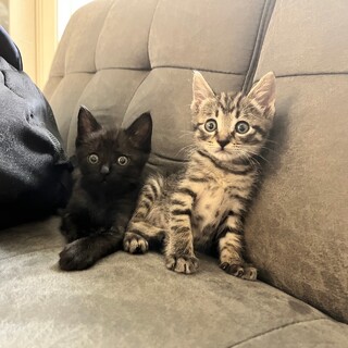 キジトラ男の子&ブラック虎の珍しい毛色の女の子