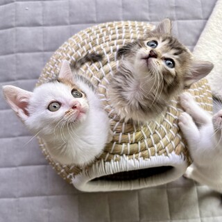 とび三毛女の子&キジトラ長毛女の子