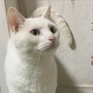 ミルキーグリーンの瞳がとっても綺麗なキキくん