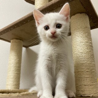 子猫の里親を募集しています