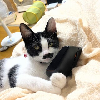 とっても人懐こい女の子♪生後2ヶ月半くらい