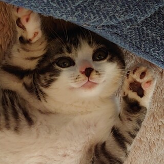 元気な子猫の里親を募集します