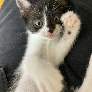 黒白子猫の里親さん募集中です