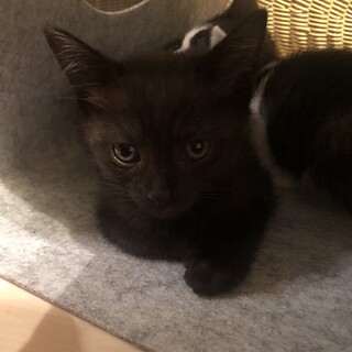 黒の子猫ちゃんです！