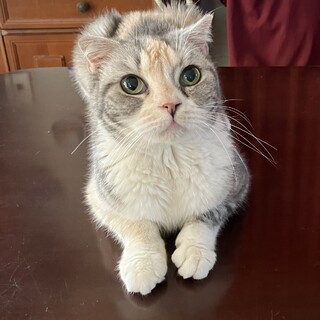 可愛いスコテイシユ一歳