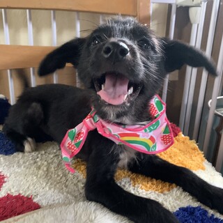 真っ黒可愛い仔犬ちゃん