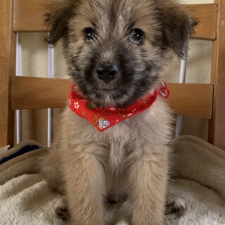 テリア風のかわいい仔犬ちゃん