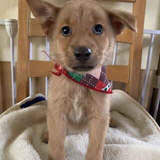 柴系の可愛い仔犬ちゃん