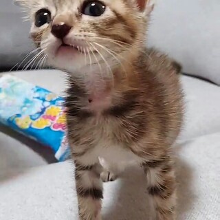 タレ目の女の子☆2ヶ月です！