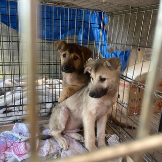 保護犬を迎えませんか？♂
