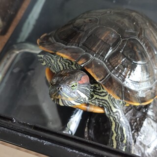 ミドリガメ★里親募集☆埼玉県八潮市