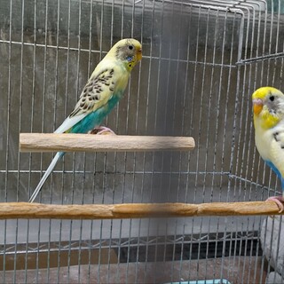 セキセイインコペアの里親様募集