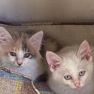 個性的な毛色・柄の女の子2匹♪