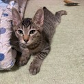 ヤンチャな男の子、タロです！️
