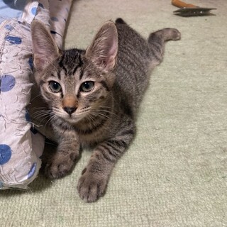 ヤンチャな男の子、タロです！️