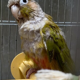 ウロコインコ♂4歳の里親様募集