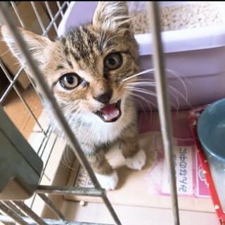 2.3ヶ月のキジトラの子猫