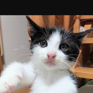 （一旦中止）7/30里親探し会！「ハチワレ坊や」