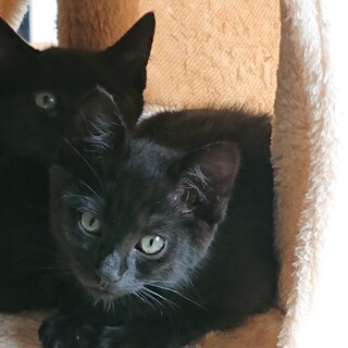 寄り添うように必死に生きている子猫の兄弟　里親募集