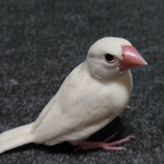 白文鳥　決まりました。