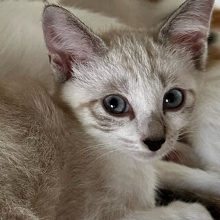 ミルク君の可愛い妹、シャム系のクルミちゃん！