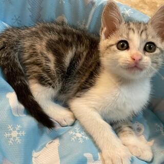 7/16荒川区譲渡会参加 おもちちゃん