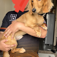 ミニチュアダックスフンド