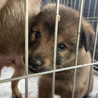 茶色のコロコロかわいい子です♂