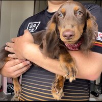 ミニチュアダックスフンド