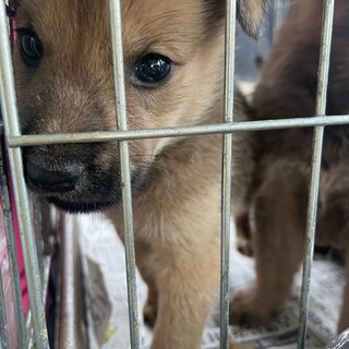 保護犬を迎えませんか？♀