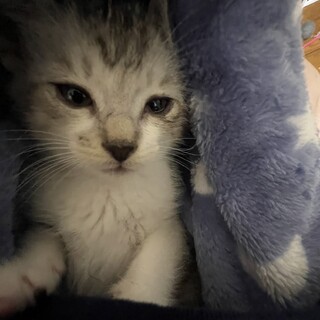 ちびちゃん里親決定！