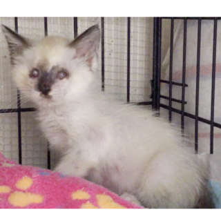 検討中シャム・ラグドール風❤️子猫ひろこ