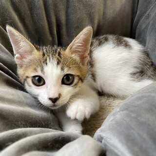 【兄弟譲渡③急募】キジ白の女の子