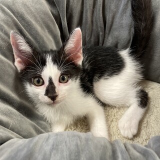 【兄弟譲渡③急募】白黒ハチワレちゃん