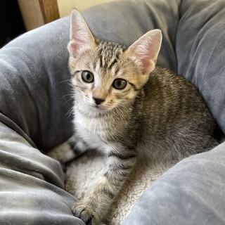 【兄弟譲渡③急募】キジトラちゃん